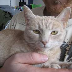 Blanding af racer Futte