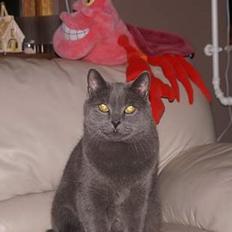 Blanding af racer Simba