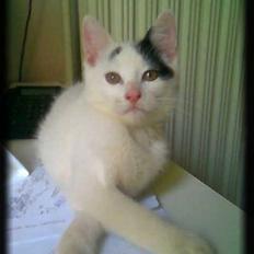 Huskat Angel  * Solgt :'( *