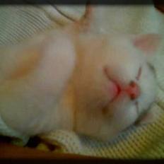 Huskat Angel  * Solgt :'( *