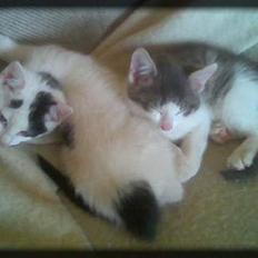 Huskat Angel  * Solgt :'( *