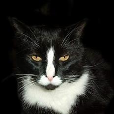 Blanding af racer Allan