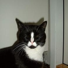 Blanding af racer Allan