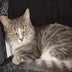 Huskat  * (¯`'BETTE MIS'´¯) *