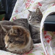 Huskat  * (¯`'BETTE MIS'´¯) *