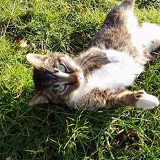 Huskat Muddi *R.I.P*