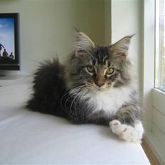 Maine Coon Enzo