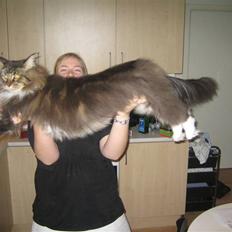 Maine Coon Enzo