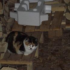 Blanding af racer Katten i haven (Missemor)