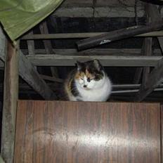 Blanding af racer Katten i haven (Missemor)