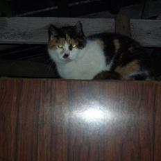 Blanding af racer Katten i haven (Missemor)