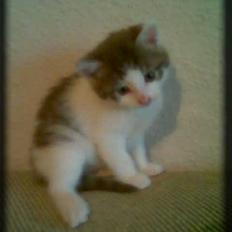 Huskat Buller  * Solgt :'( *