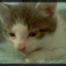 Huskat Buller  * Solgt :'( *