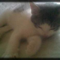 Huskat Buller  * Solgt :'( *