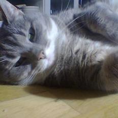 Blanding af racer Mynte