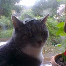 Blanding af racer Mynte