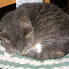 Blanding af racer Mynte