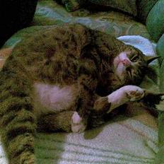 Blanding af racer MulleMax