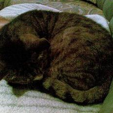 Blanding af racer MulleMax