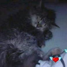 Blanding af racer Pjuske