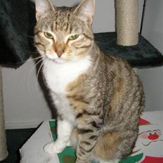 Blanding af racer mickey Mouse