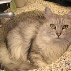 Maine Coon Twinkle R.I.P