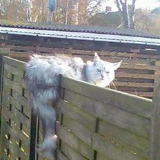 Maine Coon Twinkle R.I.P