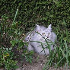 Maine Coon Twinkle R.I.P