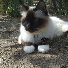 Hellig Birma Andy. R.I.P