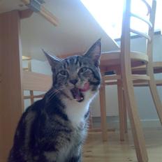 Blanding af racer † Terkel †