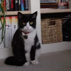 Huskat Mis Mis <3   R.I.P