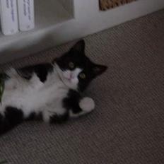 Huskat Mis Mis <3   R.I.P