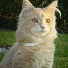 Maine Coon Freddie