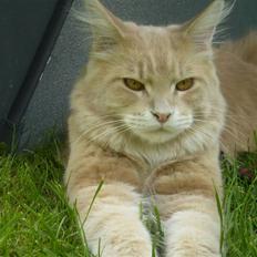 Maine Coon Freddie