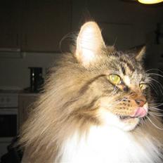 Maine Coon Enzo