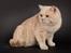 British Shorthair Zeus - Dejligt billed, taget af Felicious studios