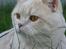 British Shorthair Zeus - Smuksak