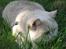 British Shorthair Zeus - Stor farlig jagt-misse...............