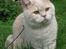 British Shorthair Zeus - Sødt spørgende udtryk og med krydset ben....