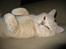 British Shorthair Zeus
