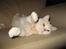 British Shorthair Zeus