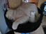 British Shorthair Zeus - Hygge med "rotte"....
