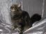 Maine Coon Lion Heart - *NYT* (Taget d. 6. april ´07)