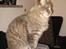 Maine Coon Bufas - Man er vel fotogen..