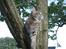 Maine Coon Bufas - Mmm, dejlig frisk luft...