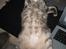 Maine Coon Bufas