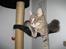 Maine Coon Bufas