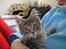Maine Coon Bufas