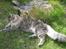 Maine Coon Bufas