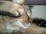 Blanding af racer | Findus  - Jeg elsker at sove.. ZZZzzzZZ